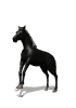 THis site created by the hackney pony